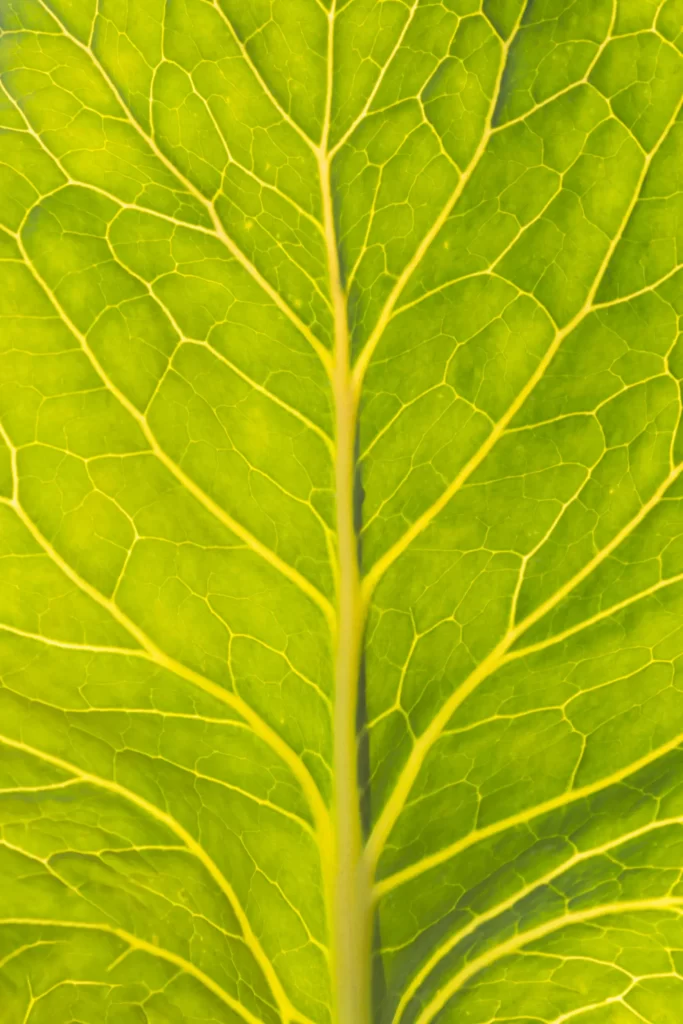 Curing Tobacco Leaves