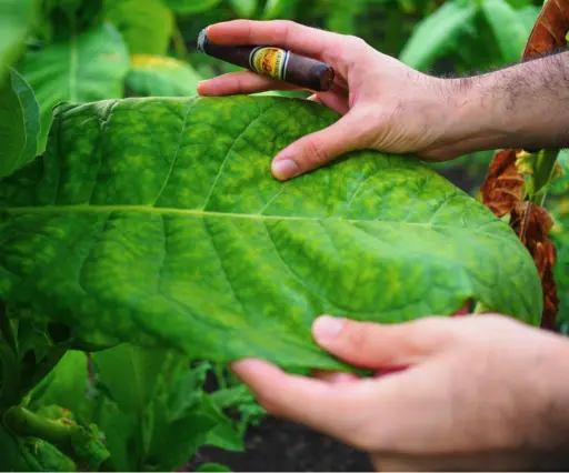 Three steps to turn tobacco leaves into Cigars